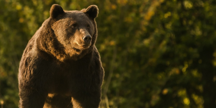 Un boxeador ruso se encuentra en coma inducido tras enfrentarse y matar con solo un cuchillo a un oso que momentos antes le quitó la vida a un amigo