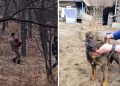 Un cachorro salva la vida de un niño perdido en el bosque