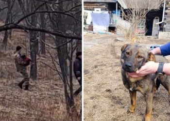 Un cachorro salva la vida de un niño perdido en el bosque