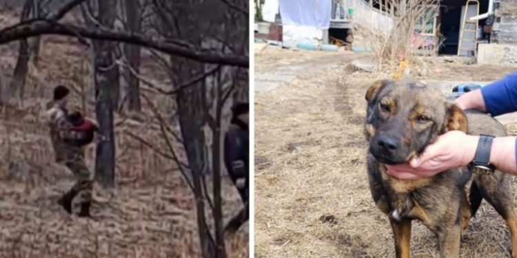 Un cachorro salva la vida de un niño perdido en el bosque