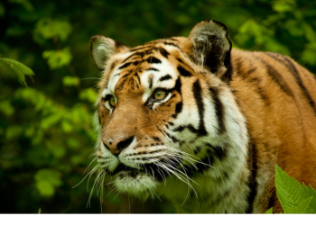 Un enorme tigre de bengala se escapa de sus dueños y deambula cerca de una carretera en México