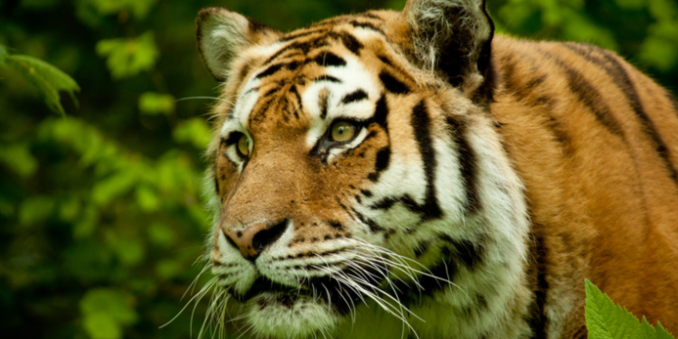 Un enorme tigre de bengala se escapa de sus dueños y deambula cerca de una carretera en México