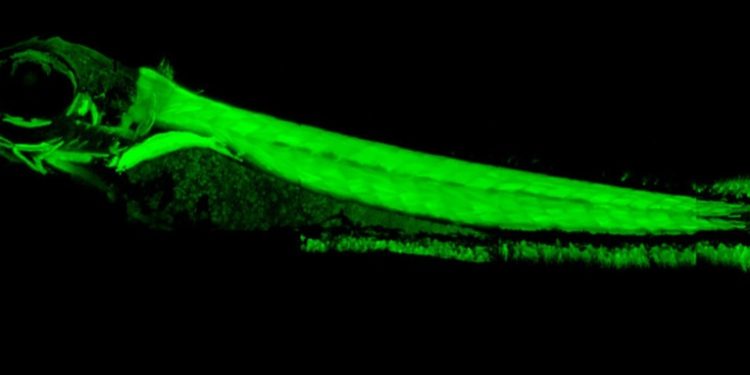 Un estudio descubre cómo algunos peces desarrollaron órganos eléctricos
