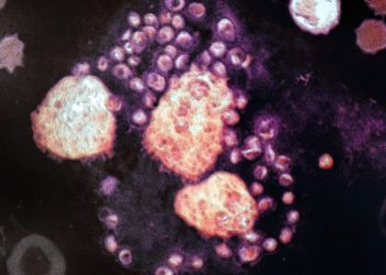 Un parásito tropical desfigurante puede estar ganando terreno en Estados Unidos