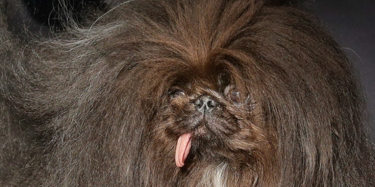 Un pequinés se corona como el perro más feo del mundo