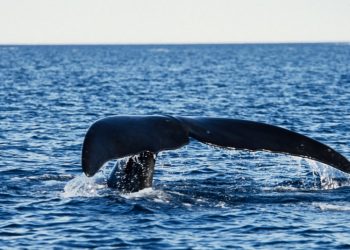 Un raro avistamiento de animales marinos en peligro de extinción deja llorando a los biólogos