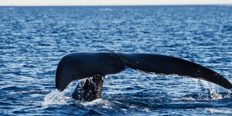 Un raro avistamiento de animales marinos en peligro de extinción deja llorando a los biólogos