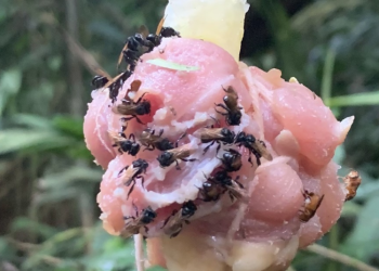 Una especie carní­vora de abejas evolucionó hasta obtener un diente extra y un intestino similar al de los carroñeros