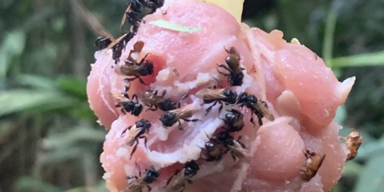 Una especie carnívora de abejas evolucionó hasta obtener un diente extra y un intestino similar al de los carroñeros