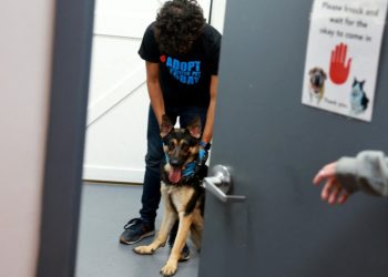 Una misteriosa enfermedad respiratoria que ataca a perros se propaga por EE.UU.