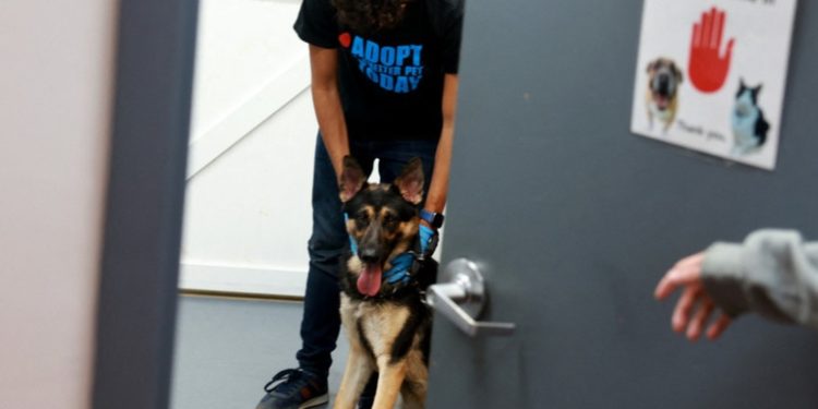 Una misteriosa enfermedad respiratoria que ataca a perros se propaga por EE.UU.