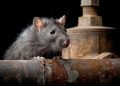 Una plaga de ratas invade una ciudad australiana