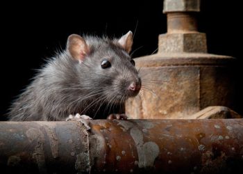 Una plaga de ratas invade una ciudad australiana