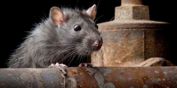 Una plaga de ratas invade una ciudad australiana