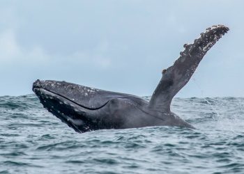 Una tragedia minera en Brasil impacta a ballenas y marsopas nueve años después