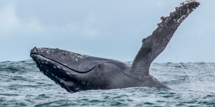Una tragedia minera en Brasil impacta a ballenas y marsopas nueve años después