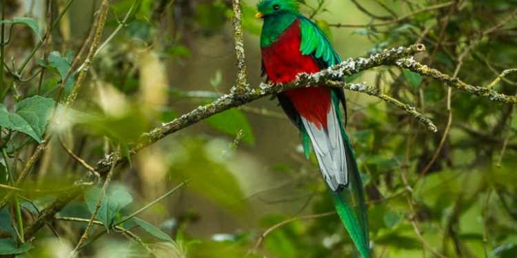 Universidad de San Carlos y entidades alertan por incendio en Biotopo del Quetzal