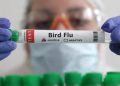Uruguay en alerta sanitaria por gripe aviar en Argentina