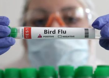 Uruguay en alerta sanitaria por gripe aviar en Argentina