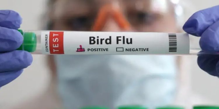 Uruguay en alerta sanitaria por gripe aviar en Argentina