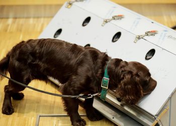 Usan perros para detectar nuevos contagios de Covid-19