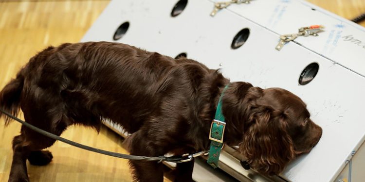 Usan perros para detectar nuevos contagios de Covid-19