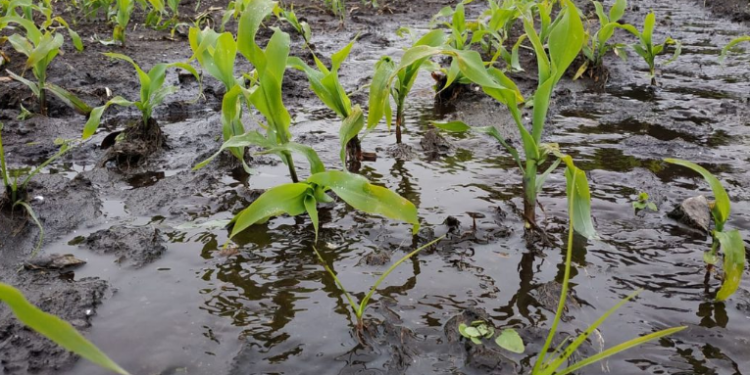Varios cultivos podrí­an verse afectados en los próximos dí­as debido a fuertes lluvias