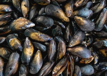 Veda para el consumo de moluscos podrí­a finalizar próximamente