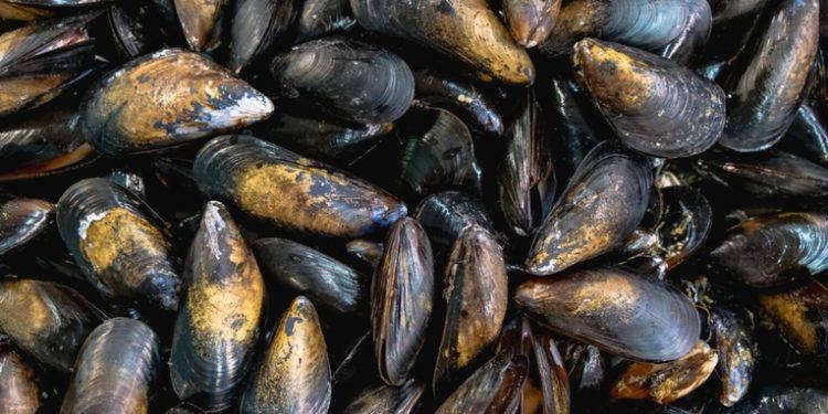 Veda para el consumo de moluscos podrí­a finalizar próximamente