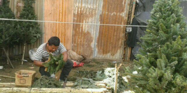 Venta de pinabetes disminuyó en un 40% en estas fiestas de fin de año