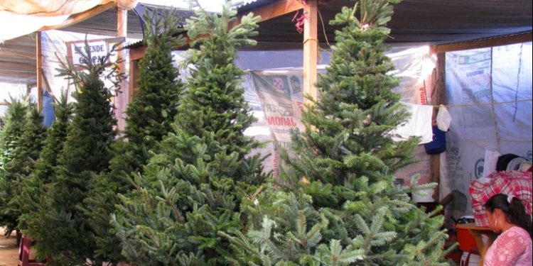 Vendedores de pinabetes lograron ventas del 100% de sus productos