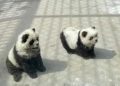 Visitantes de un zoo chino quedan atónitos al ver que los pandas no son lo que esperaban