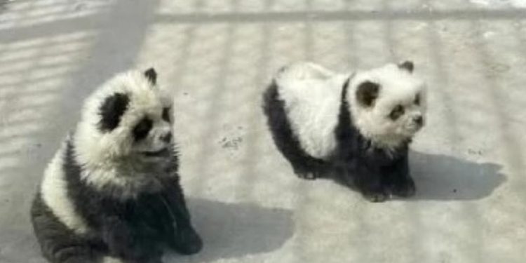 Visitantes de un zoo chino quedan atónitos al ver que los pandas no son lo que esperaban
