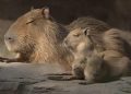 Zoológico La Aurora presenta a sus nuevas crías de capibara