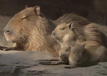 Zoológico La Aurora presenta a sus nuevas crías de capibara