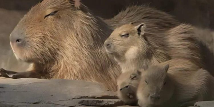 Zoológico La Aurora presenta a sus nuevas crías de capibara