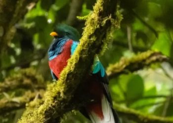 Día Nacional del Quetzal