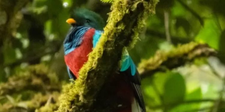 Día Nacional del Quetzal