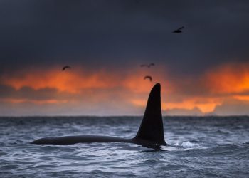 orcas