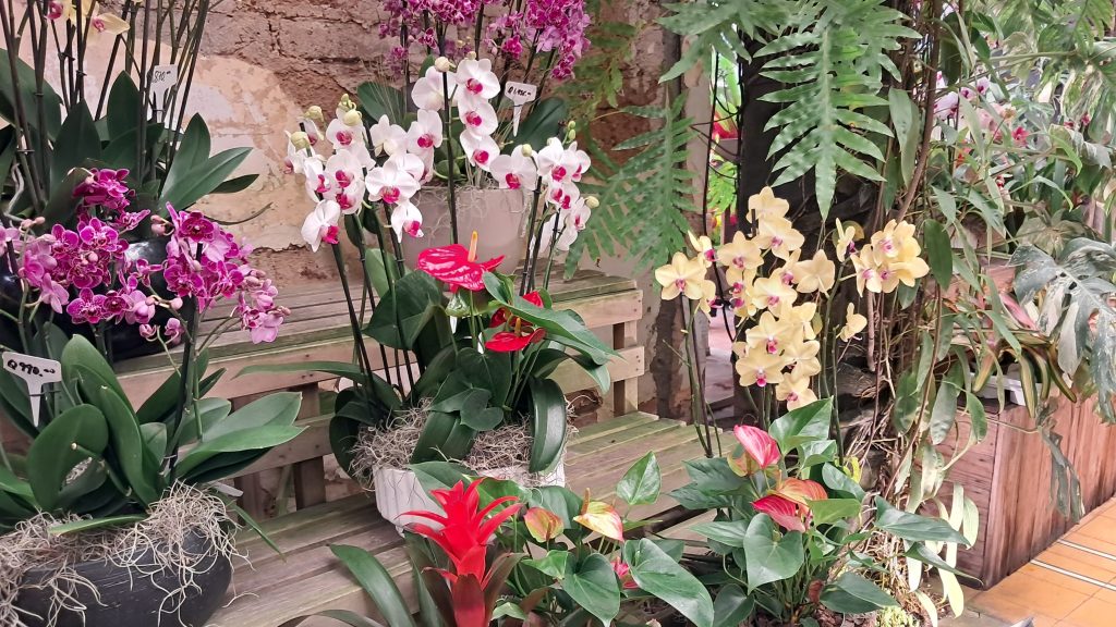 Orquídeas SyM 30 años