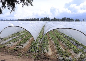 Heladas en Guatemala