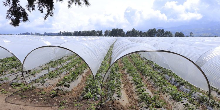 Heladas en Guatemala