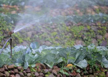 Frente frío agricultura Guatemala