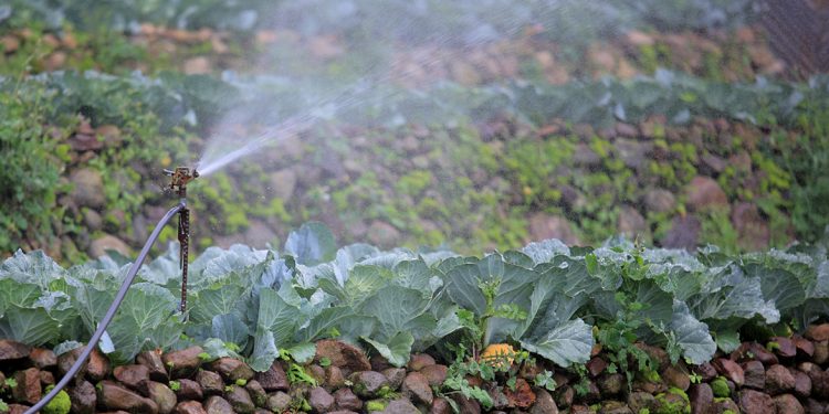 Frente frío agricultura Guatemala