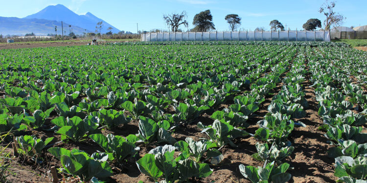 Alerta por frente frío