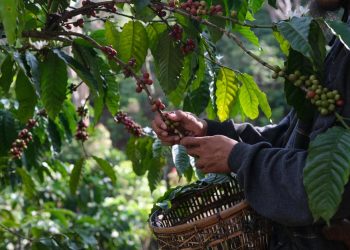 Cosecha cafetalera 2025-2026