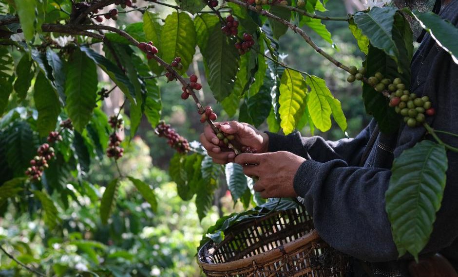 Cosecha cafetalera 2025-2026