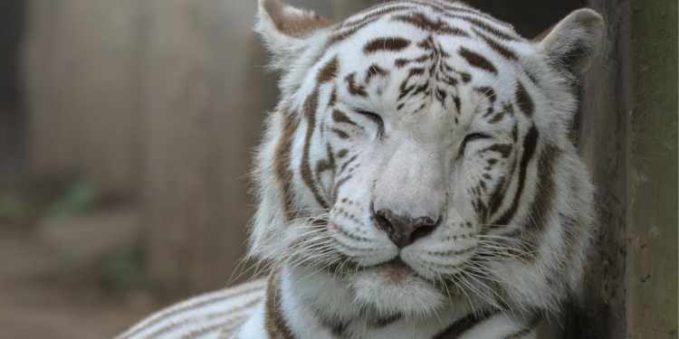 Fallecimiento de tigre de Bengala en zoológico La Aurora
