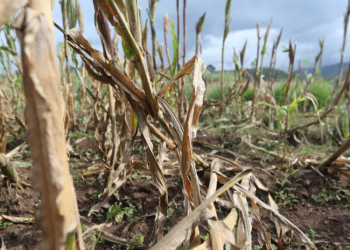 Canícula Guatemala agricultura