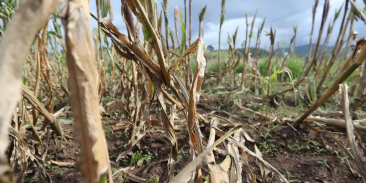 Canícula Guatemala agricultura